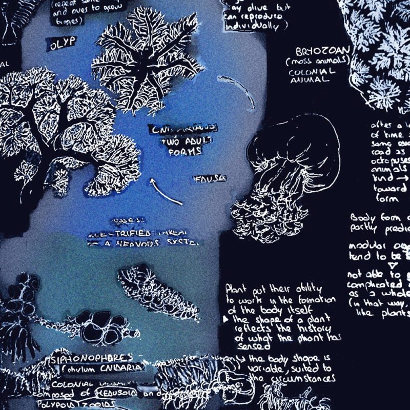 Hand-drawn notes on cnidarians, including siphonophores and colonial forms, in white on a dark blue ground