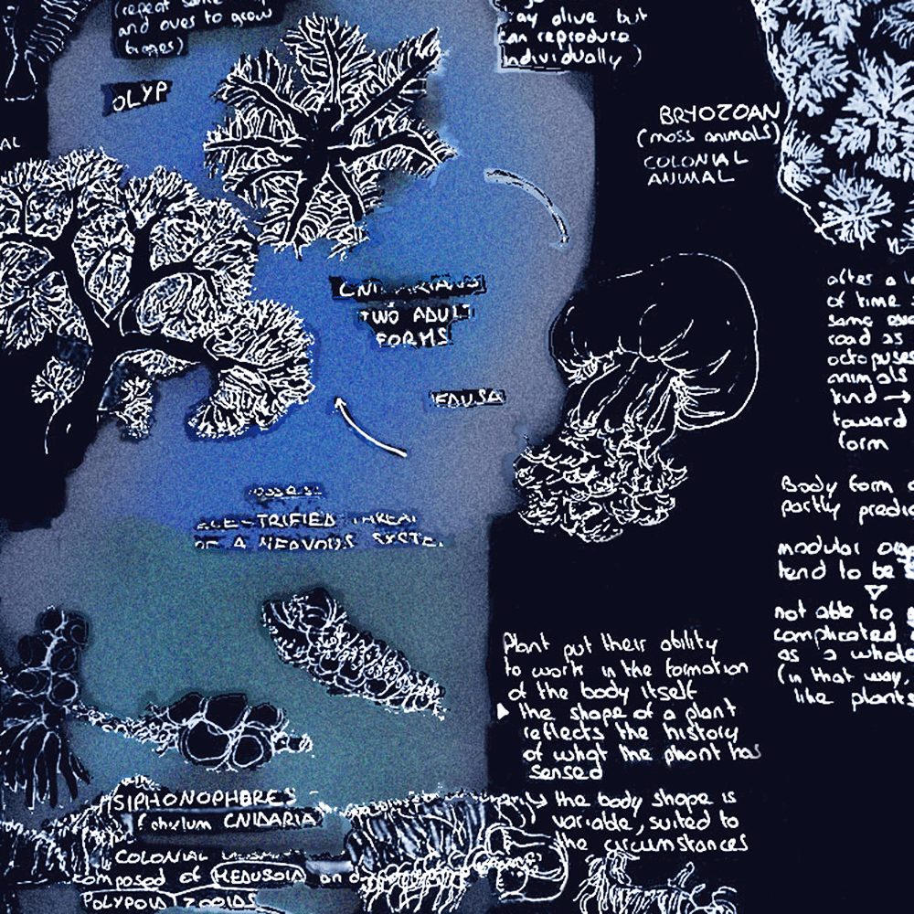 Hand-drawn notes on cnidarians, including siphonophores and colonial forms, in white on a dark blue ground