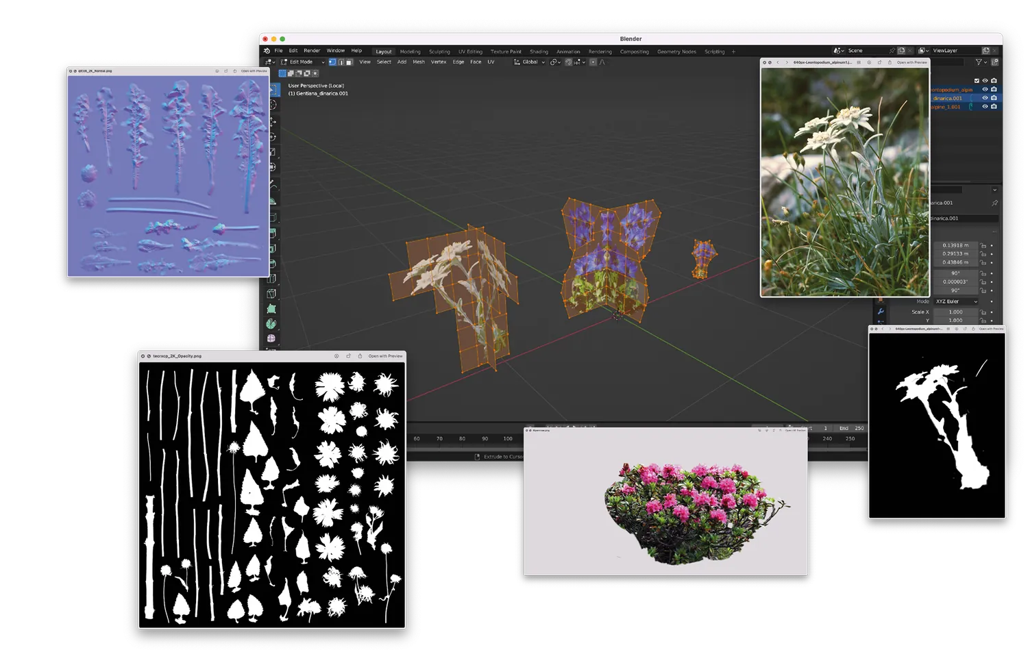 Process documentation: leaf and flower cut-outs and a photo of an edelweiss being turned into a 3D plant model